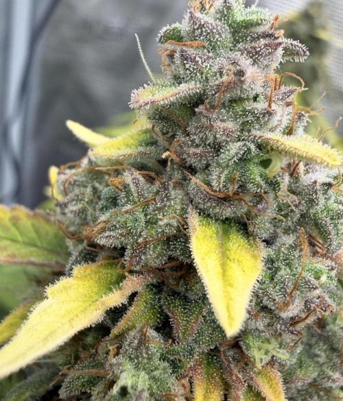 Mimosa x 🍊 👊🏻  Barney's Farm. Week 9