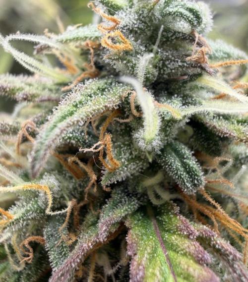 Mimosa x 🍊 👊🏻  Barney's Farm. Week 9