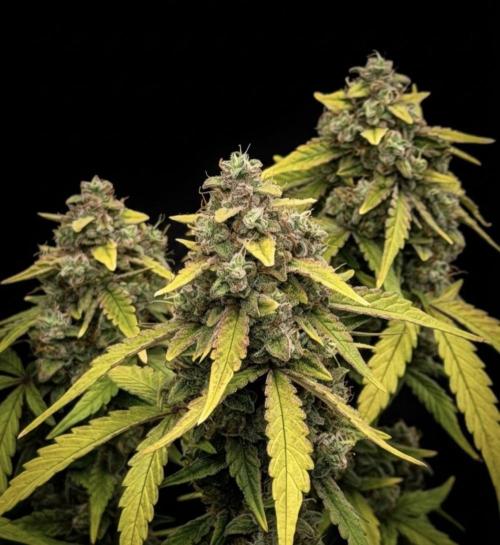 Mimosa x 🍊 👊🏻  Barney's Farm. Week 9