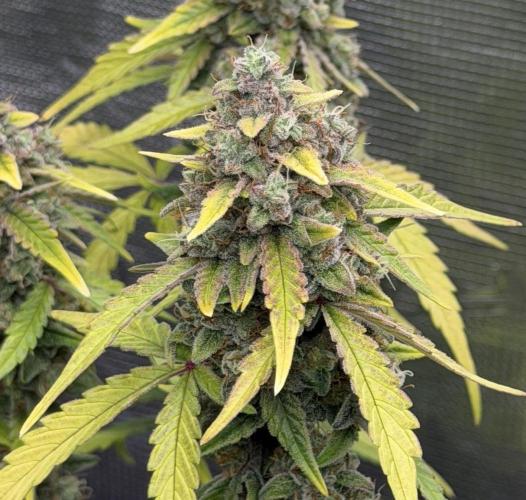 Mimosa x 🍊 👊🏻  Barney's Farm. Week 9
