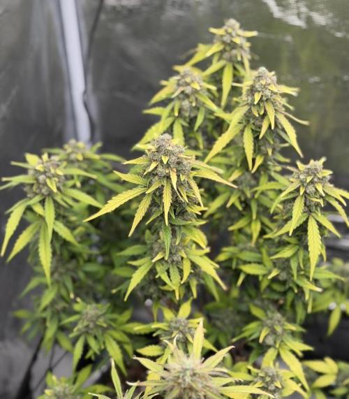 Mimosa x 🍊 👊🏻  Barney's Farm. Week 9