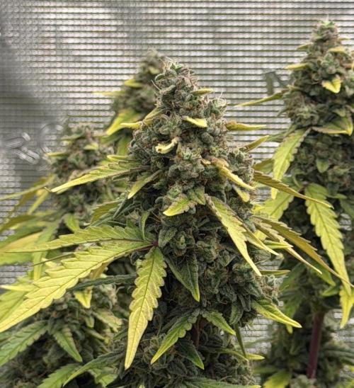 Mimosa x 🍊 👊🏻  Barney's Farm. Week 9