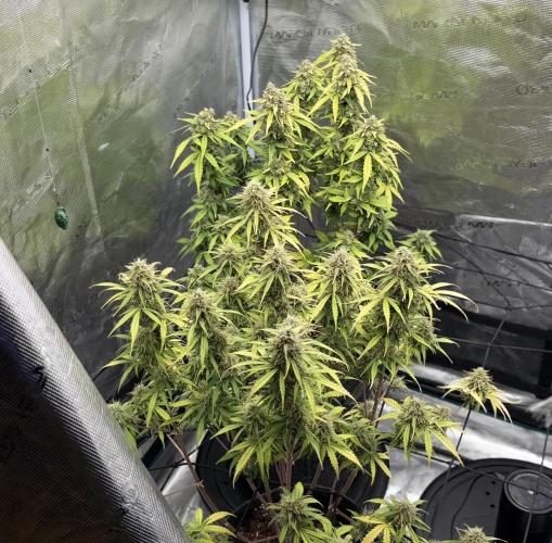 Mimosa x 🍊 👊🏻  Barney's Farm. Week 9