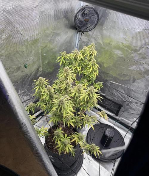 Mimosa x 🍊 👊🏻  Barney's Farm. Week 9