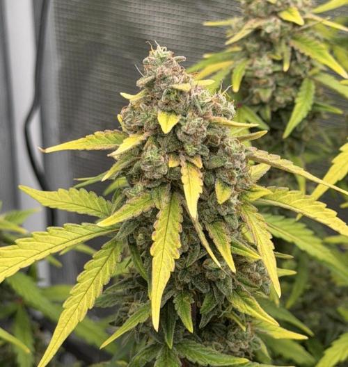 Mimosa x 🍊 👊🏻  Barney's Farm. Week 9