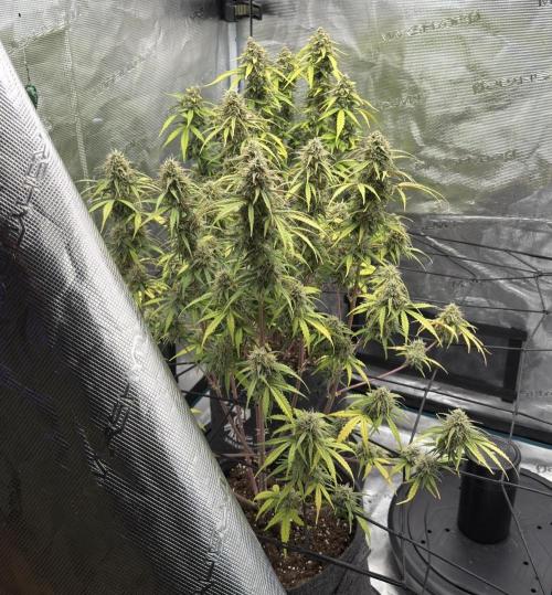 Mimosa x 🍊 👊🏻  Barney's Farm. Week 9