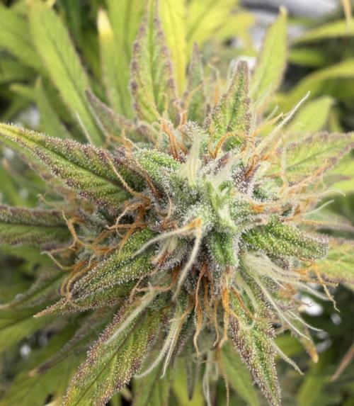 Mimosa x 🍊 👊🏻  Barney's Farm. Week 9