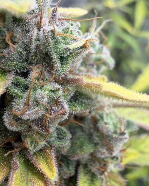 Mimosa x 🍊 👊🏻  Barney's Farm. Week 9