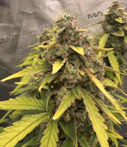 Mimosa x 🍊 👊🏻  Barney's Farm. Week 9