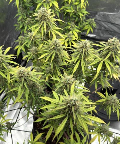 Mimosa x 🍊 👊🏻  Barney's Farm. Week 9