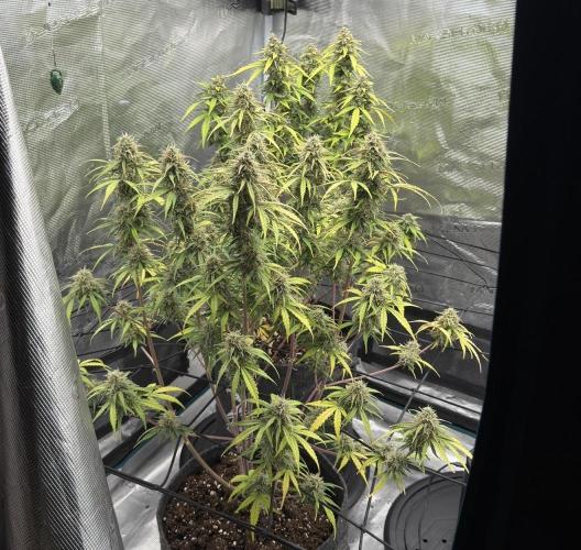 Mimosa x 🍊 👊🏻  Barney's Farm. Week 9