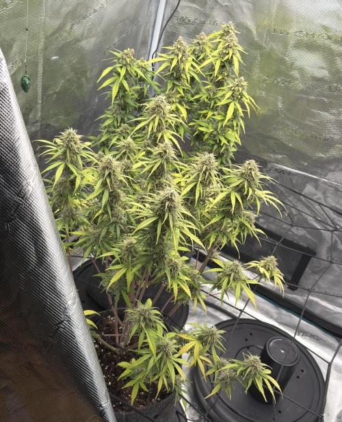 Mimosa x 🍊 👊🏻  Barney's Farm. Week 9