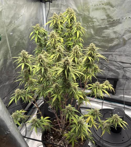 Mimosa x 🍊 👊🏻  Barney's Farm. Week 9