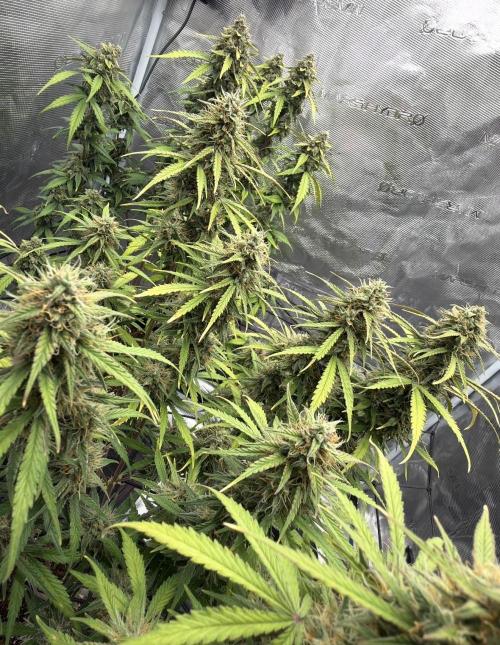 Mimosa x 🍊 👊🏻  Barney's Farm. Week 9