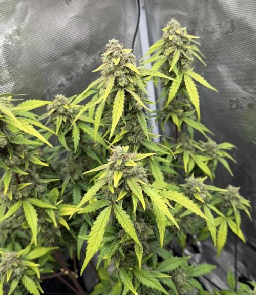 Mimosa x 🍊 👊🏻  Barney's Farm. Week 9