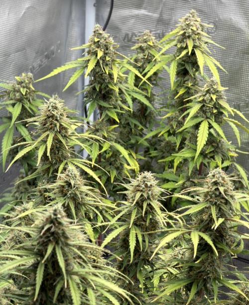 Mimosa x 🍊 👊🏻  Barney's Farm. Week 9