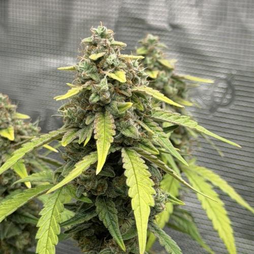 Mimosa x 🍊 👊🏻  Barney's Farm. Week 9