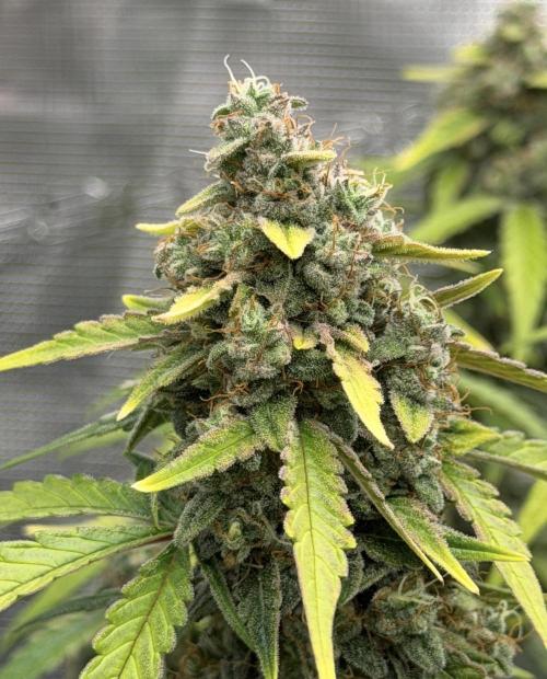 Mimosa x 🍊 👊🏻  Barney's Farm. Week 9