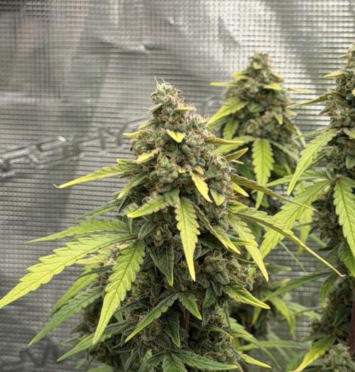 Mimosa x 🍊 👊🏻  Barney's Farm. Week 9