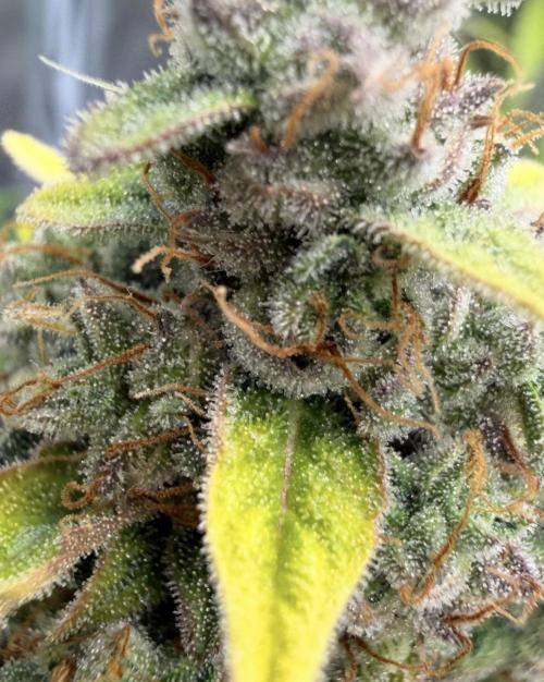 Mimosa x 🍊 👊🏻  Barney's Farm. Week 9