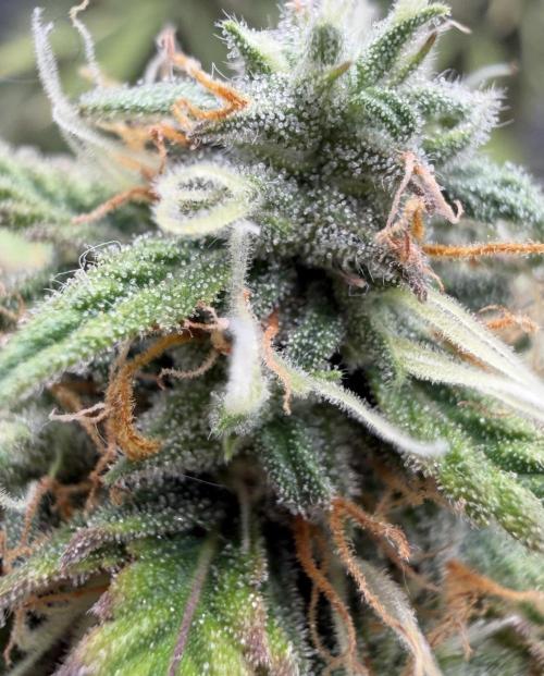 Mimosa x 🍊 👊🏻  Barney's Farm. Week 9