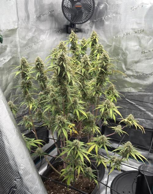 Mimosa x 🍊 👊🏻  Barney's Farm. Week 9