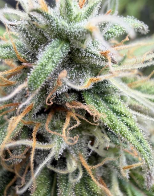 Mimosa x 🍊 👊🏻  Barney's Farm. Week 9