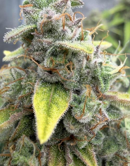 Mimosa x 🍊 👊🏻  Barney's Farm. Week 9