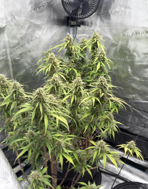 Mimosa x 🍊 👊🏻  Barney's Farm. Week 9
