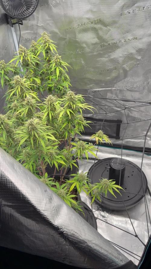 Mimosa x 🍊 👊🏻  Barney's Farm