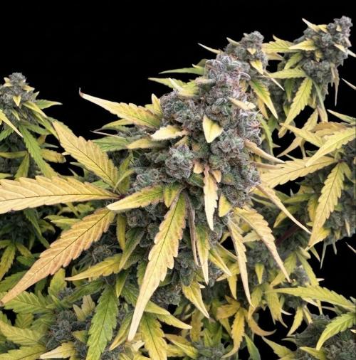 Mimosa x 🍊 👊🏻  Barney's Farm. Week 10