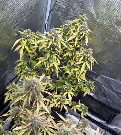 Mimosa x 🍊 👊🏻  Barney's Farm. Week 10