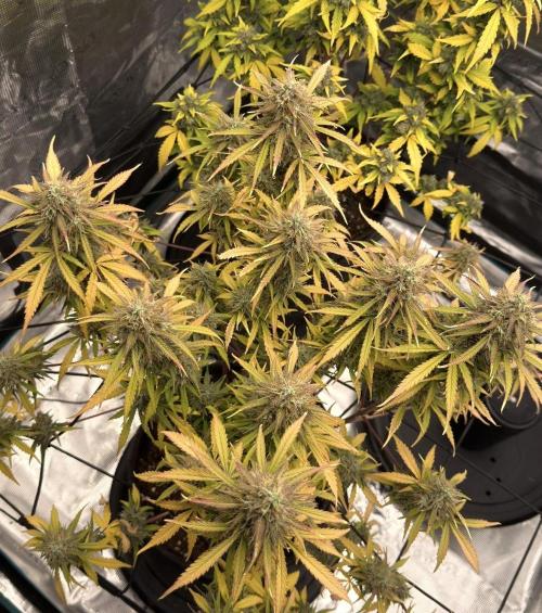 Mimosa x 🍊 👊🏻  Barney's Farm. Week 10