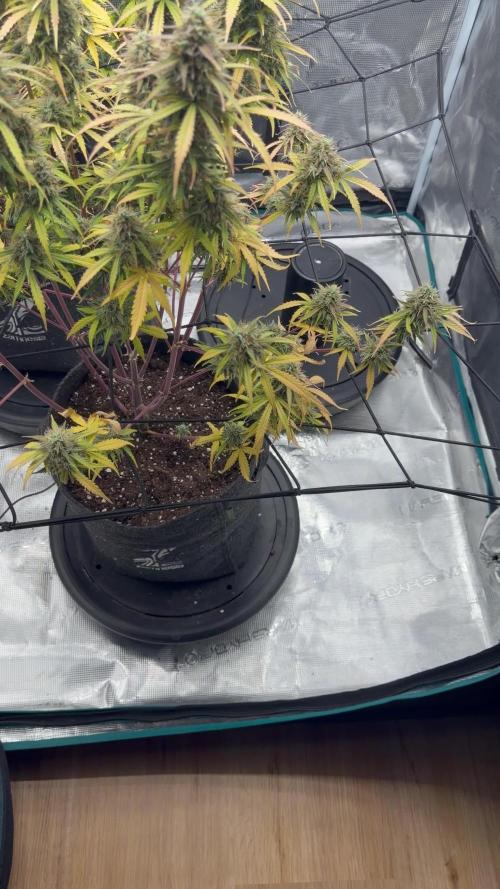 Mimosa x 🍊 👊🏻 Barney's Farm