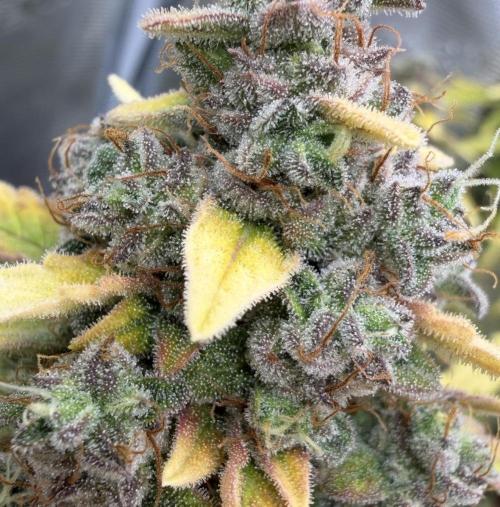 Mimosa x 🍊 👊🏻  Barney's Farm. Week 10