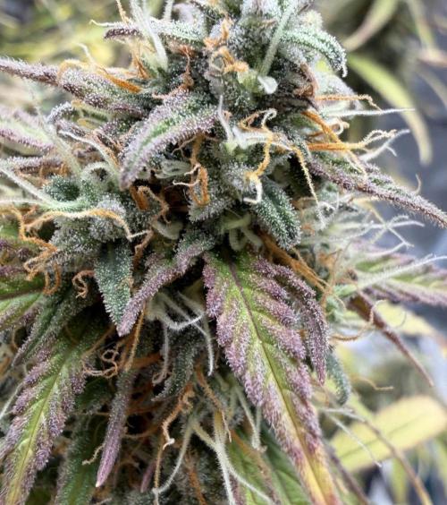 Mimosa x 🍊 👊🏻  Barney's Farm. Week 10