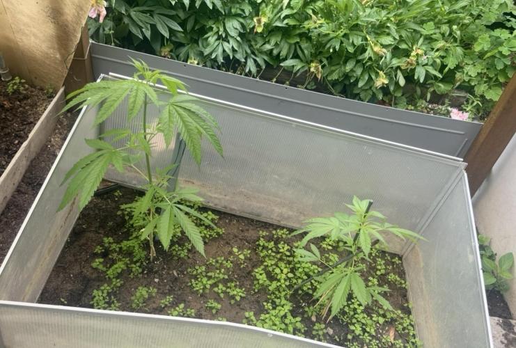 Air Lemon x Shishkaberry 🍋🍇. Week 7
