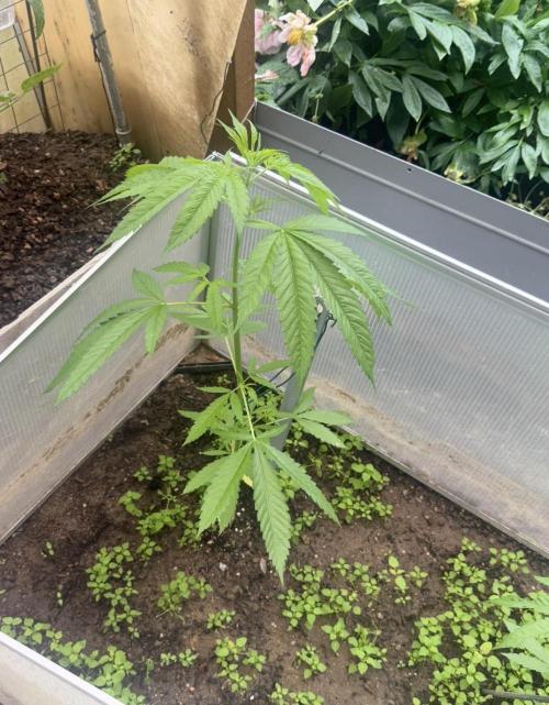 Air Lemon x Shishkaberry 🍋🍇. Week 7