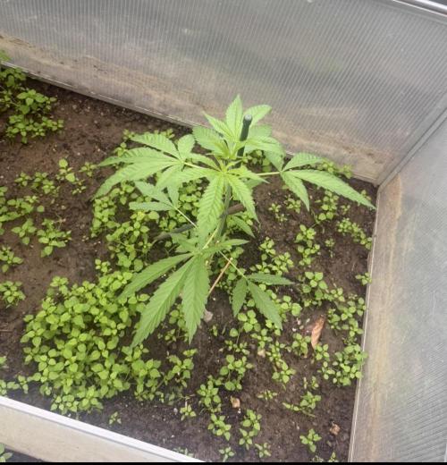 Air Lemon x Shishkaberry 🍋🍇. Week 7