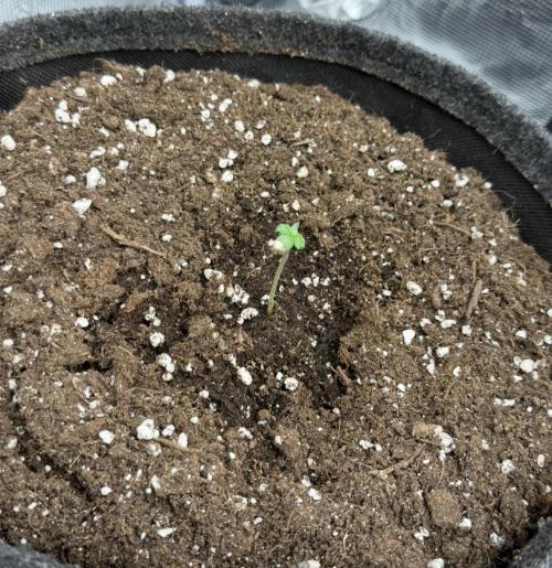 ｆｒｏｓｔｅｄｇｕａｖａ ❄️   | by Green House Seeds. Week 0