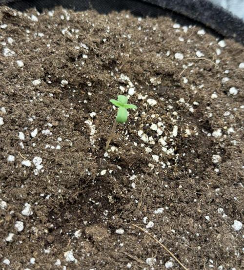ｆｒｏｓｔｅｄｇｕａｖａ ❄️   | by Green House Seeds. Week 0