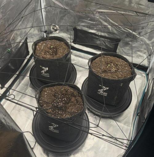 ｆｒｏｓｔｅｄｇｕａｖａ ❄️   | by Green House Seeds. Week 0