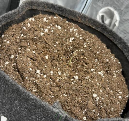 ｆｒｏｓｔｅｄｇｕａｖａ ❄️   | by Green House Seeds. Week 0