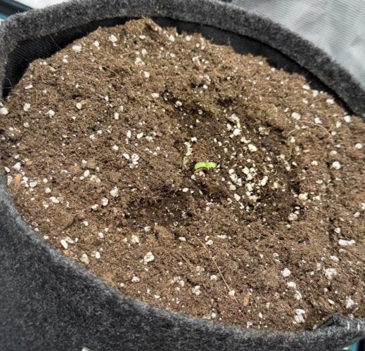ｆｒｏｓｔｅｄｇｕａｖａ ❄️   | by Green House Seeds. Week 0