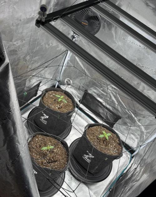 ｆｒｏｓｔｅｄｇｕａｖａ ❄️   | by Green House Seeds. Week 1