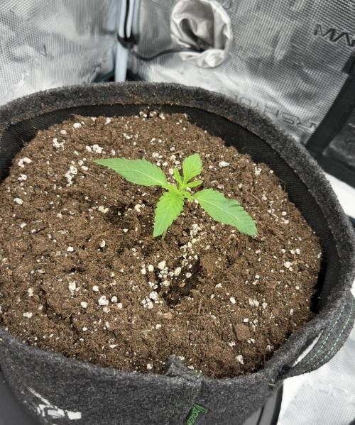 ｆｒｏｓｔｅｄｇｕａｖａ ❄️   | by Green House Seeds. Week 1