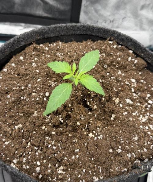 ｆｒｏｓｔｅｄｇｕａｖａ ❄️   | by Green House Seeds. Week 1