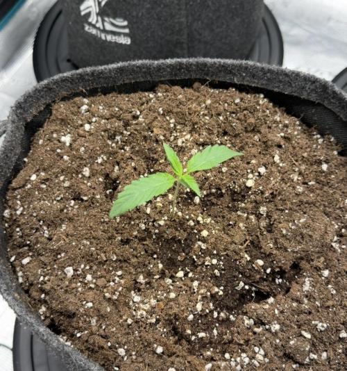 ｆｒｏｓｔｅｄｇｕａｖａ ❄️   | by Green House Seeds. Week 1