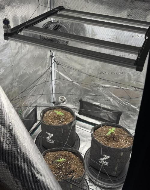 ｆｒｏｓｔｅｄｇｕａｖａ ❄️   | by Green House Seeds. Week 1