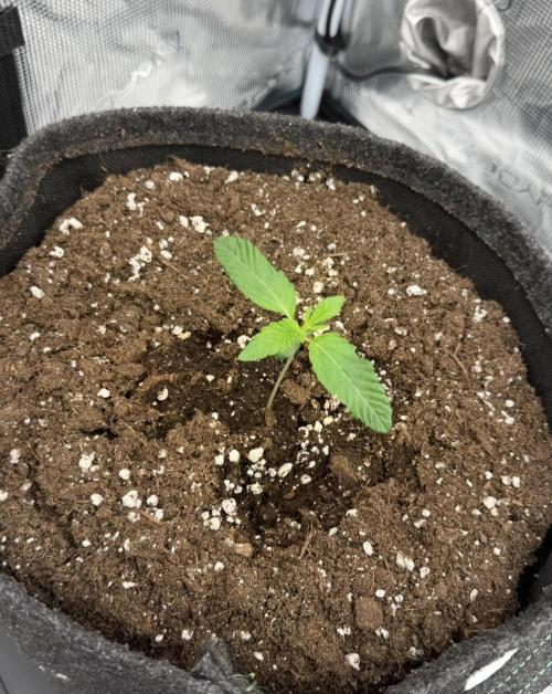ｆｒｏｓｔｅｄｇｕａｖａ ❄️   | by Green House Seeds. Week 1